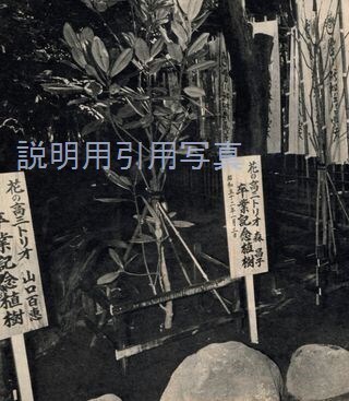 34豊川稲荷植樹3.jpg