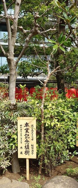 81白木2蓮.jpg